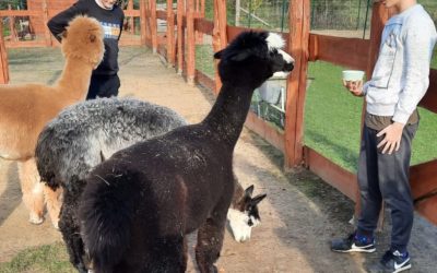 Kolejny wyjazd w ramach innowacji pedagogicznej „Alpaki ukoją moje nerwy”