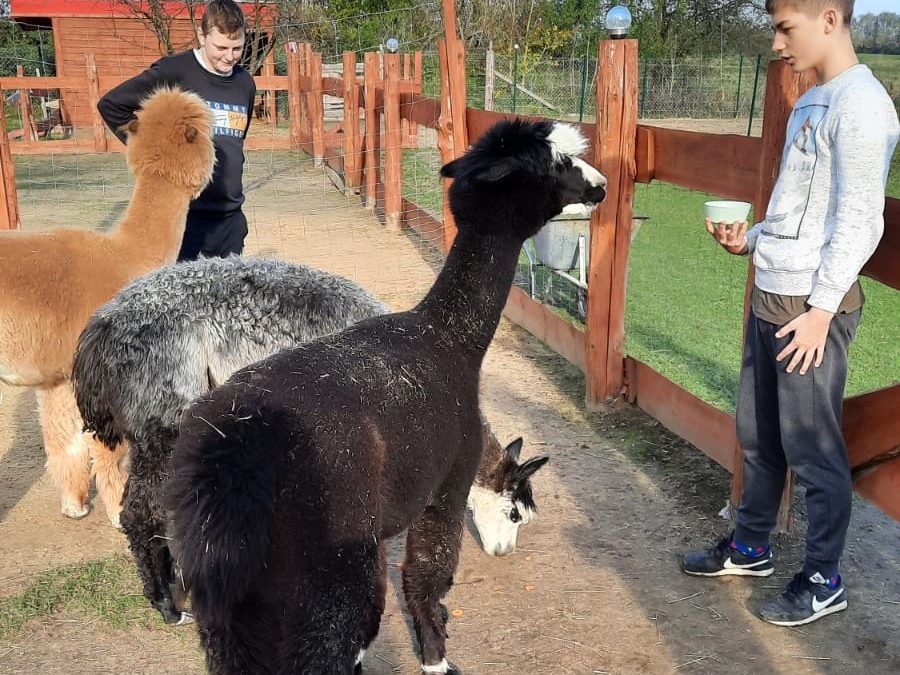 Kolejny wyjazd w ramach innowacji pedagogicznej „Alpaki ukoją moje nerwy”