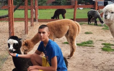 Alpaki ukoją moje nerwy