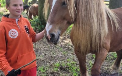 Tara czyli konie, piękny park i dużo słońca
