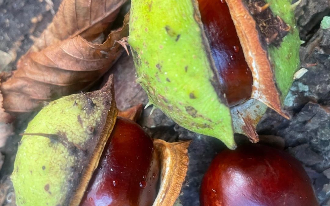 „Kasztanki dla hospicjum” – MOW 1