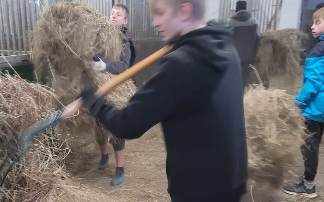 PRZEDŚWIĄTECZNE PORZĄDKI W SCHRONISKU TARA