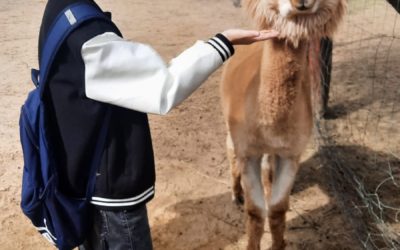 ALPAKI UKOJĄ MOJE NERWY