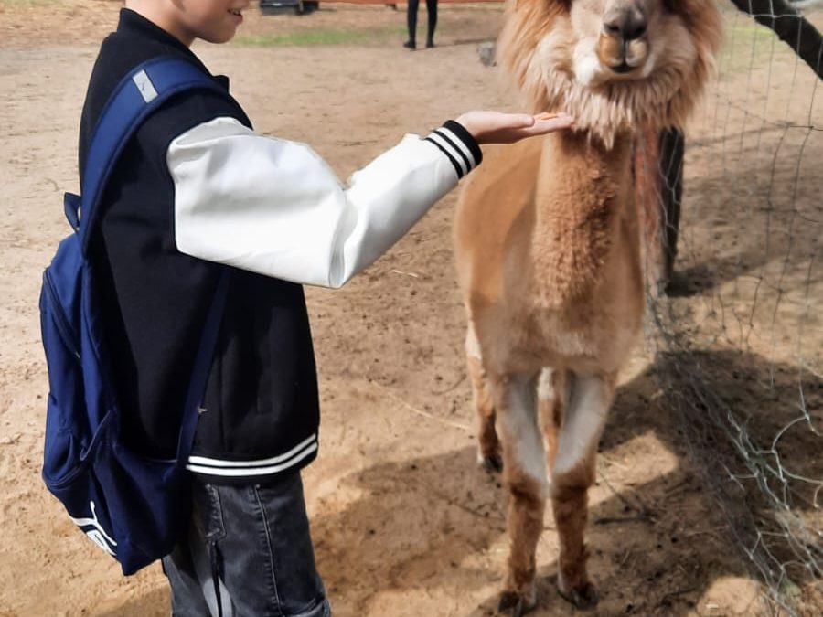 ALPAKI UKOJĄ MOJE NERWY