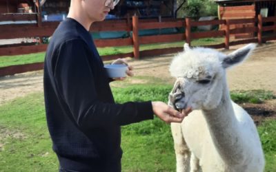 KOLEJNE SPOTKANIE Z ALPAKAMI
