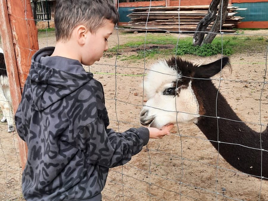 PONOWNE SPOTKANIE Z ALPAKAMI