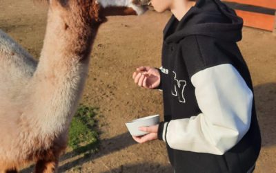 TERAPIA POPRZEZ KONTAKT Z NATURĄ – LISTOPAD NA RANCHO ALPAK W PRAWIKOWIE