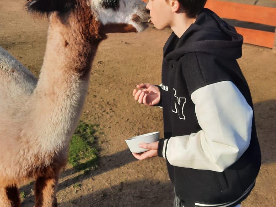 TERAPIA POPRZEZ KONTAKT Z NATURĄ – LISTOPAD NA RANCHO ALPAK W PRAWIKOWIE