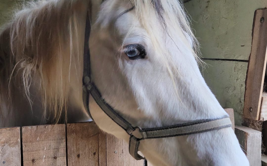 PRZEDŚWIĄTECZNE SPRZĄTANIE W SCHRONISKU DLA KONI