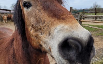 WIOSENNE PORZĄDKI W SCHRONISKU DLA KONI TARA